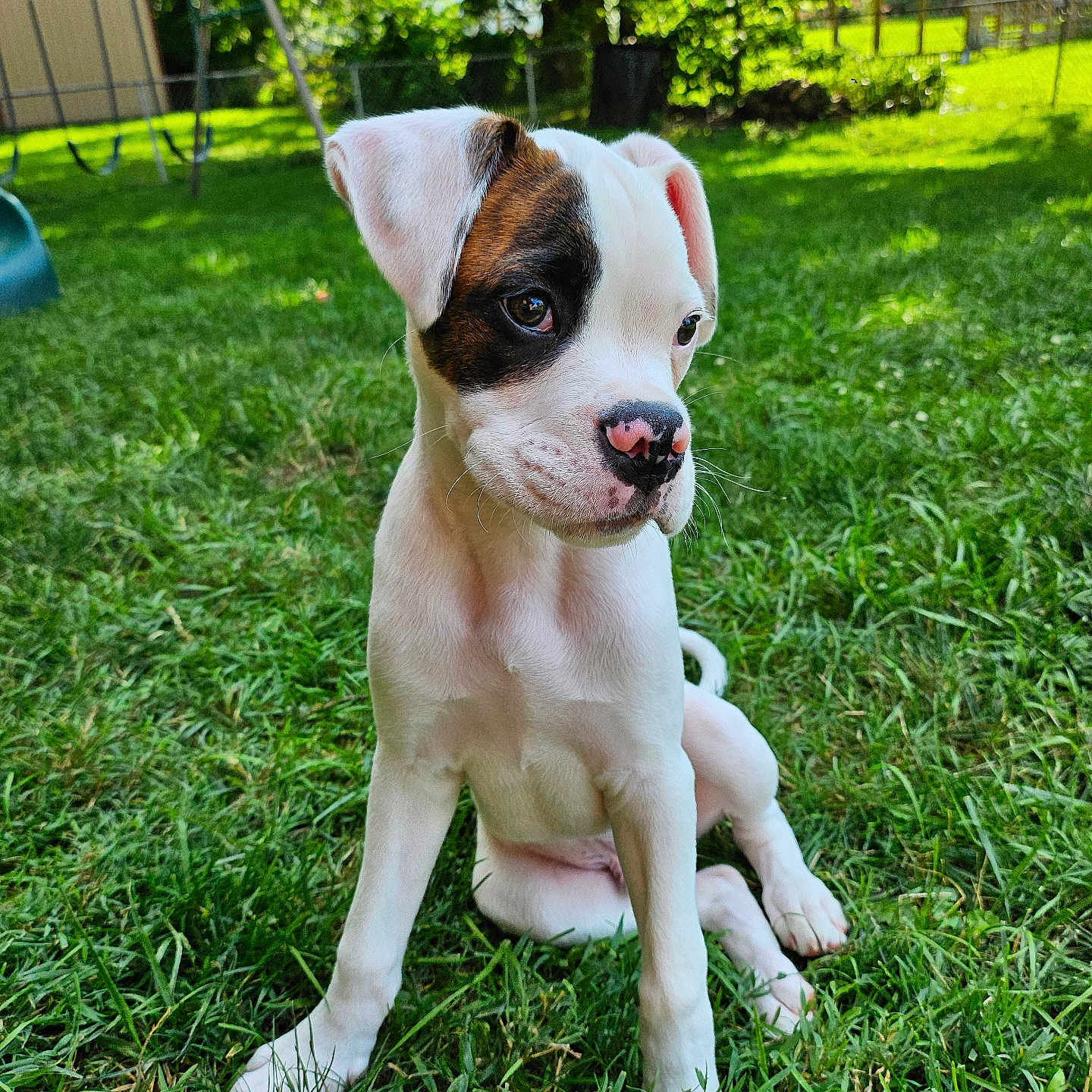Chester is registered to the contest to win money with this photo: animal, backyard, canine, cute, dog, fur, grass, greenery, mammal, nature, nose, outdoor, pet, playground, puppy, sitting, summer, sunlight, tree, young_dog