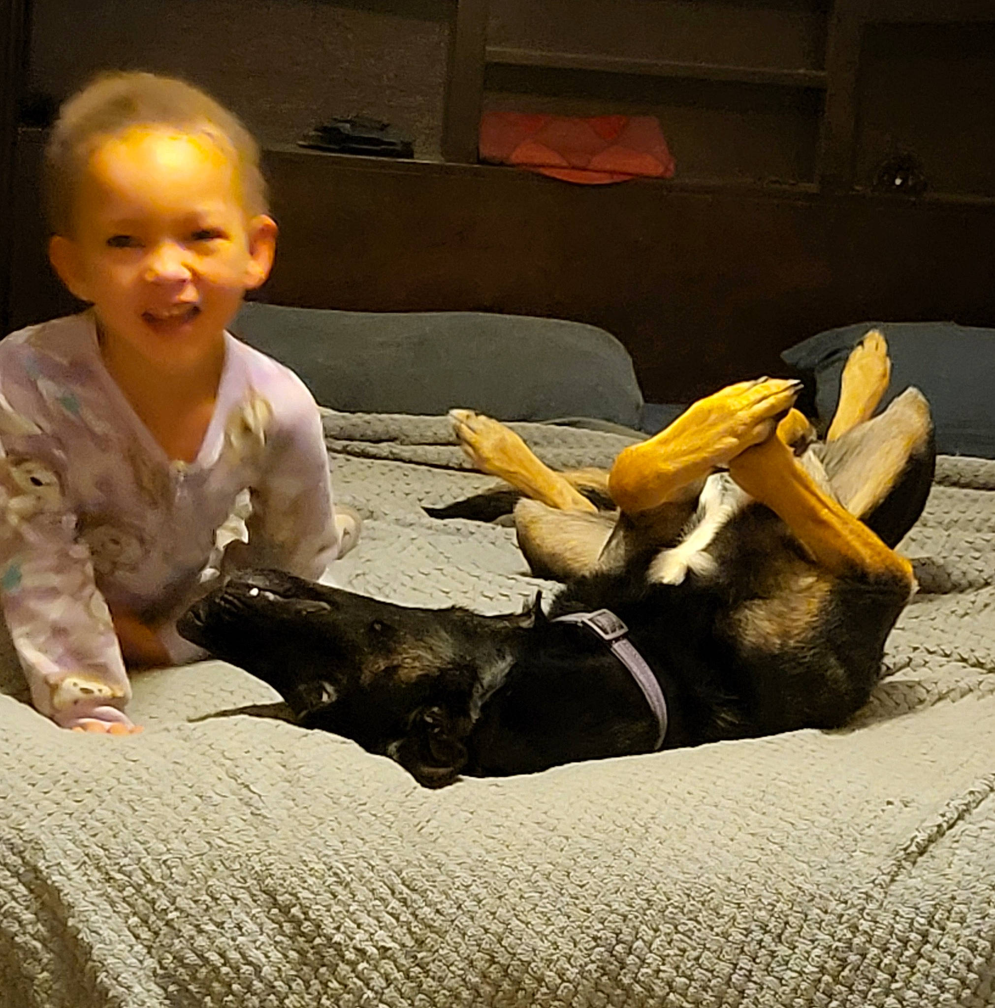 Luna is registered to the contest to win money with this photo: bed, carnivore, comfort, companion_dog, dog_breed, fawn, flooring, foot, fun, hardwood, human_leg, lap, leg, linens, sitting, smile, tail, toddler, toy, wood