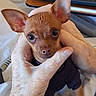 Milo is registered to the contest to win money with this photo: dog, puppy, small_dog, brown_dog, big_ears, wide_eyes, hands, holding, sweater, cozy, bed, blanket, table, glass_of_milk, tray, indoor, closeup, pet, cute, looking_at_camera
