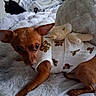 Milo joined the competition — help win amazing prizes! dog, small_dog, puppy, brown_dog, clothing, teddy_bear_print, blanket, fluffy, bed, cat, black_cat, indoors, pet, animal, cute, relaxing, furry, cozy, companion, resting