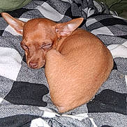 Milo joined the competition — help win amazing prizes! dog, puppy, sleeping, brown, small_dog, curled_up, blanket, checkered, cozy, indoors, fur, ears, resting, pet, cute, animal, nap, comfortable, domestic_animal, quiet