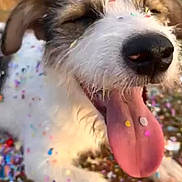 Professor is registered to the contest to win money with this photo: animal, blurred_background, brown_fur, canine, celebration, close_up, confetti, dog, festive, grass, happy, joyful, nature, outdoors, pet, playful, summer, tongue, tongue_out, white_fur