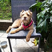 Calin participe au concours pour gagner de l'argent avec cette photo : backyard, chair, dog, fur, garden, greenery, leafy_plants, muzzle, outdoor, paws, pet, pink_harness, plants, portrait, relaxed, seat, stone_border, sunlight, tiled_floor, water_bowl