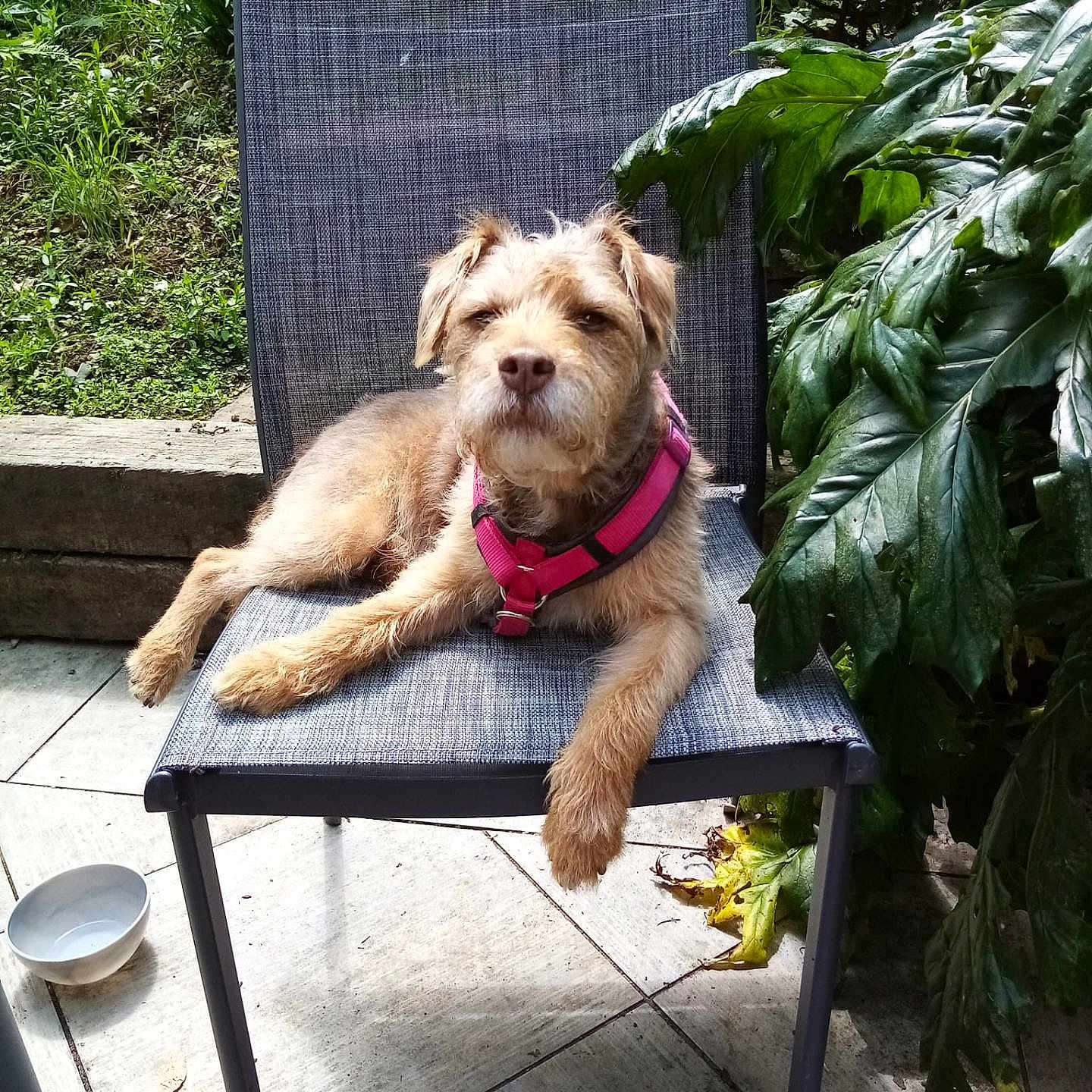 Calin participe au concours pour gagner de l'argent avec cette photo : backyard, chair, dog, fur, garden, greenery, leafy_plants, muzzle, outdoor, paws, pet, pink_harness, plants, portrait, relaxed, seat, stone_border, sunlight, tiled_floor, water_bowl