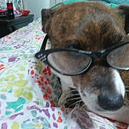 Odie is registered to the contest to win money with this photo: bedspread, black_nose, brindle, canine, casual, close_up, colorful, cute, dog, eyewear, fabric, face, fur, glasses, indoor, patterned, pet, relaxed, resting, whiskers