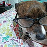 bedspread, black_nose, brindle, canine, casual, close_up, colorful, cute, dog, eyewear, fabric, face, fur, glasses, indoor, patterned, pet, relaxed, resting, whiskers