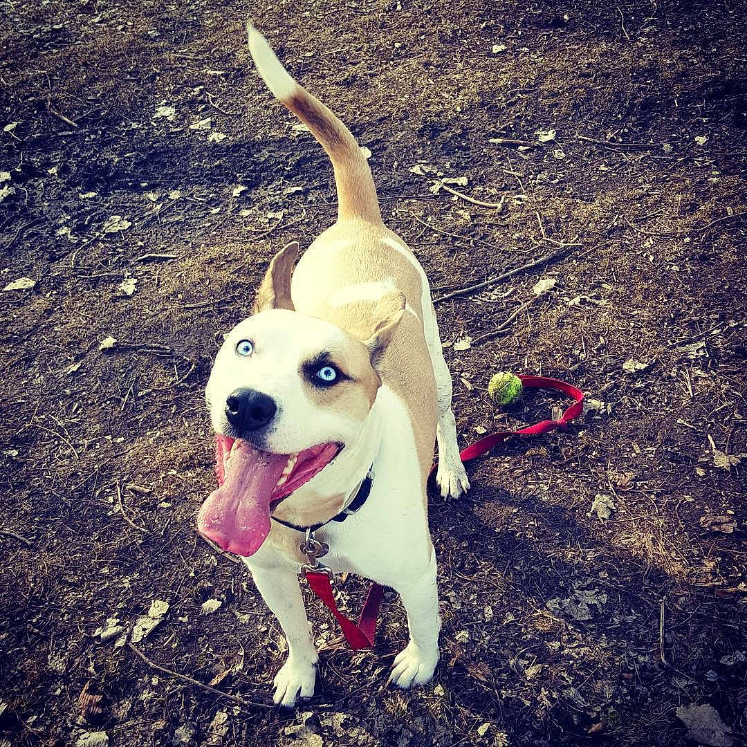 Kushers joined the competition — help win amazing prizes! carnivore, cloud, collar, companion_dog, dog, dog_breed, dog_collar, fawn, grass, happy, leash, meteorological_phenomenon, pet_supply, plant, shadow, sky, soil, tail, tints_and_shades, working_animal