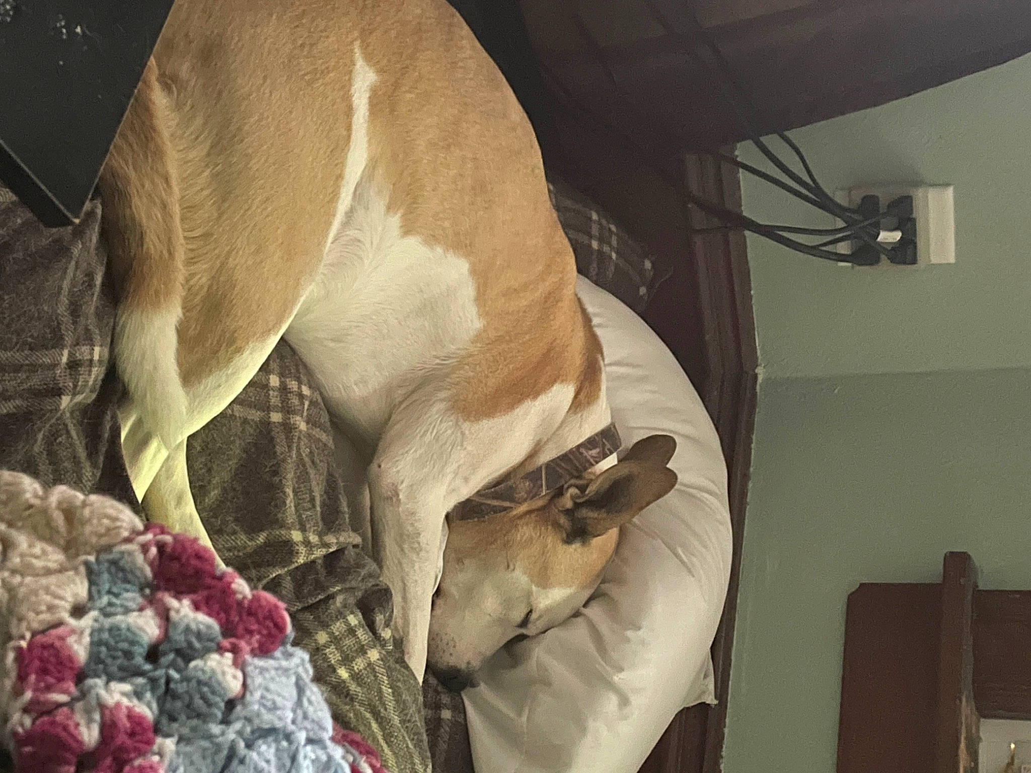 Kushers is registered to the contest to win money with this photo: blanket, canidae, collar, comfort, companion_dog, dog, dog_breed, fawn, felidae, fur, guard_dog, linens, nap, paw, room, sporting_group, tail, toy_dog, whiskers, working_animal