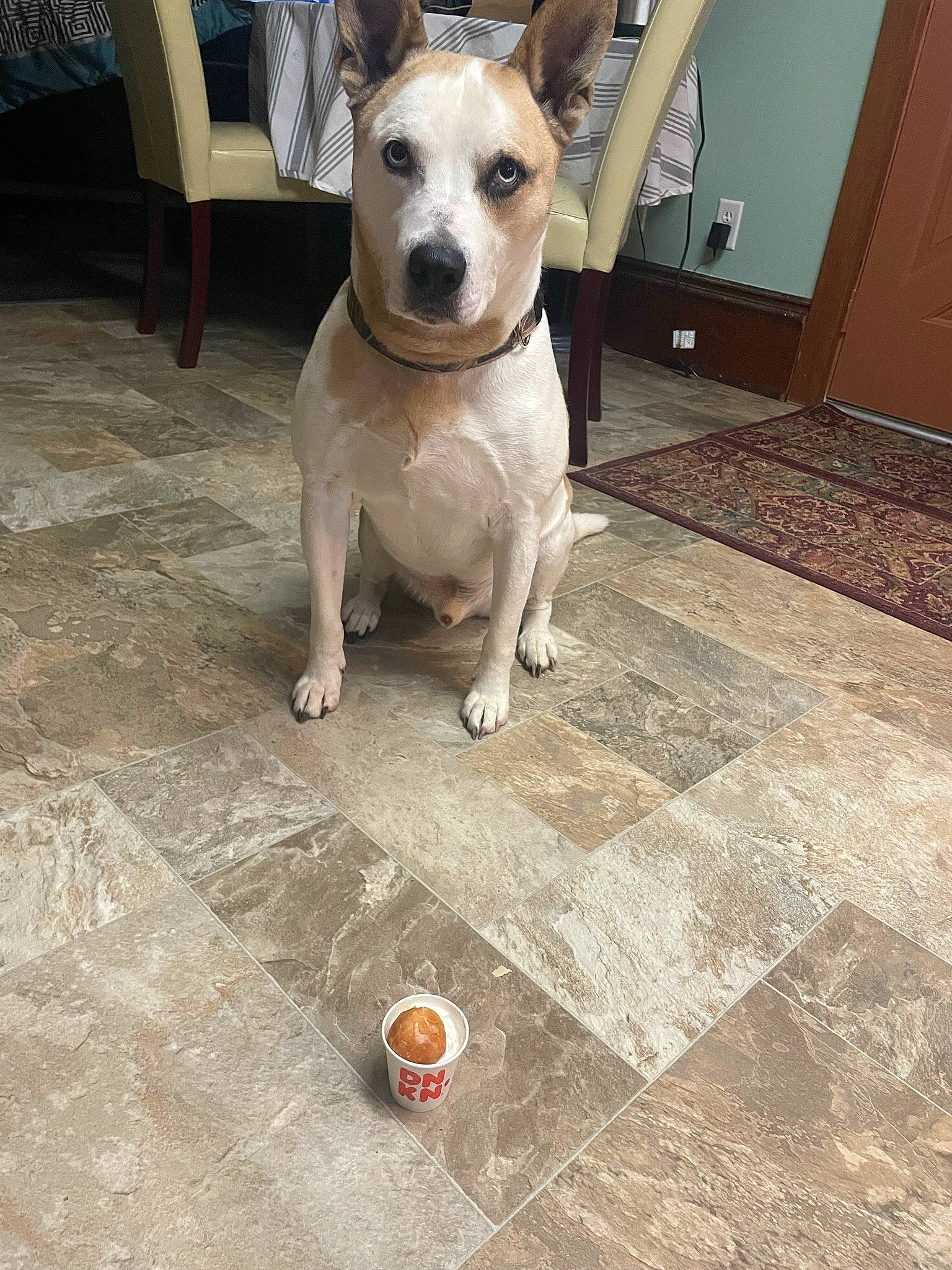 Kushers is registered to the contest to win money with this photo: carnivore, collar, companion_dog, dog, dog_breed, dog_collar, door, fawn, floor, flooring, hardwood, metal, pet_supply, road_surface, sidewalk, snout, tail, whiskers, wood, working_animal