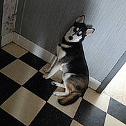 Asko a rejoint le concours — aidez-le/la à gagner de superbes lots ! dog, husky, blue_eyes, sitting, indoor, floor, checkered_floor, black_and_white, wall, gray_wall, pet, canine, fur, animal, looking_up, ears_up, tail, domestic, companion, curious