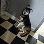 dog, husky, blue_eyes, sitting, indoor, floor, checkered_floor, black_and_white, wall, gray_wall, pet, canine, fur, animal, looking_up, ears_up, tail, domestic, companion, curious