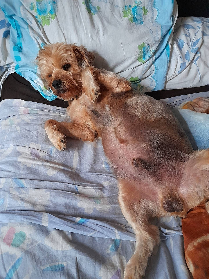 Djems a rejoint le concours — aidez-le/la à gagner de superbes lots ! canidae, carnivore, comfort, companion_dog, dog, dog_breed, fawn, fur, liver, puppy, snout, spaniel, sporting_group, toy_dog, working_animal