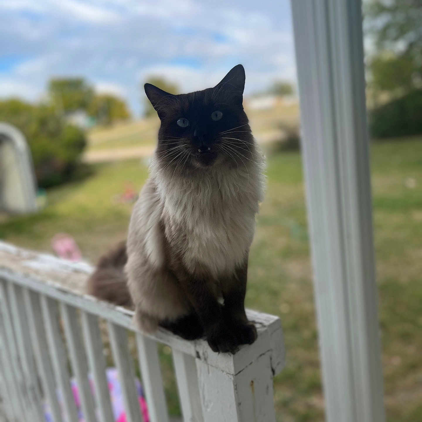 Julian joined the competition — help win amazing prizes! angora, animal, architecture, blackcat, building, cat, fence, grass, handrail, kitten, manx, nature, outdoors, pet, picket, plant, railing, siamese, wood, yard