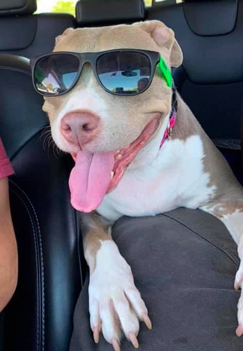 Charley is registered to the contest to win money with this photo: american_pit_bull_terrier, american_staffordshire_terrier, canidae, carnivore, companion_dog, cool, dog, dog_breed, eyewear, fawn, glasses, non_sporting_group, nose, pink, pit_bull, puppy, snout, sporting_group, sunglasses, vision_care