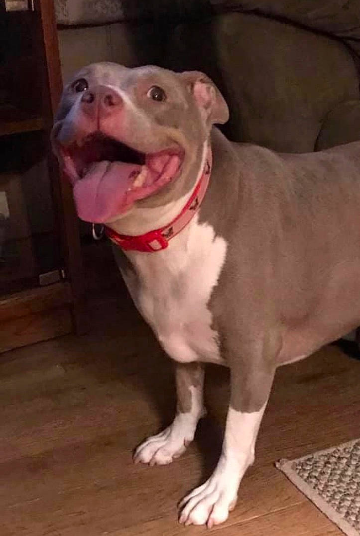 Charley is registered to the contest to win money with this photo: american_bulldog, american_pit_bull_terrier, american_staffordshire_terrier, bull_and_terrier, bully_kutta, canidae, carnivore, dog, dog_breed, fawn, mammal, non_sporting_group, nose, pit_bull, rare_breed_dog, snout, staffordshire_bull_terrier, valley_bulldog, vertebrate