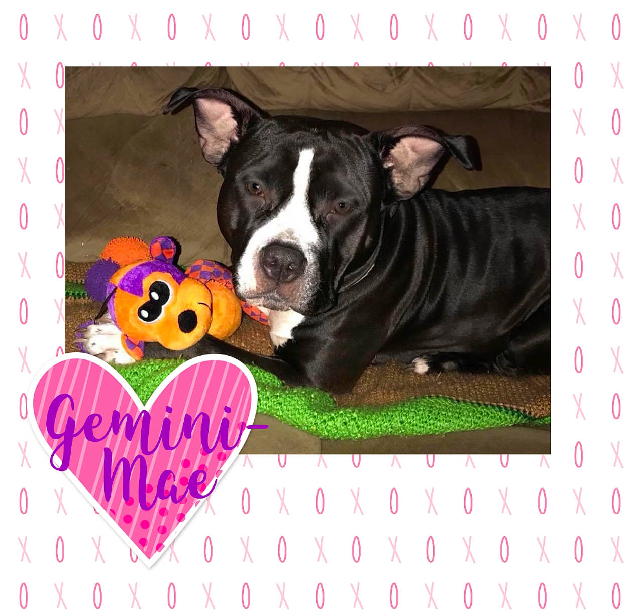 Gemini joined the competition — help win amazing prizes! american_pit_bull_terrier, american_staffordshire_terrier, boston_terrier, canidae, carnivore, dog, dog_breed, mammal, non_sporting_group, pit_bull, puppy, puppy_love, vertebrate