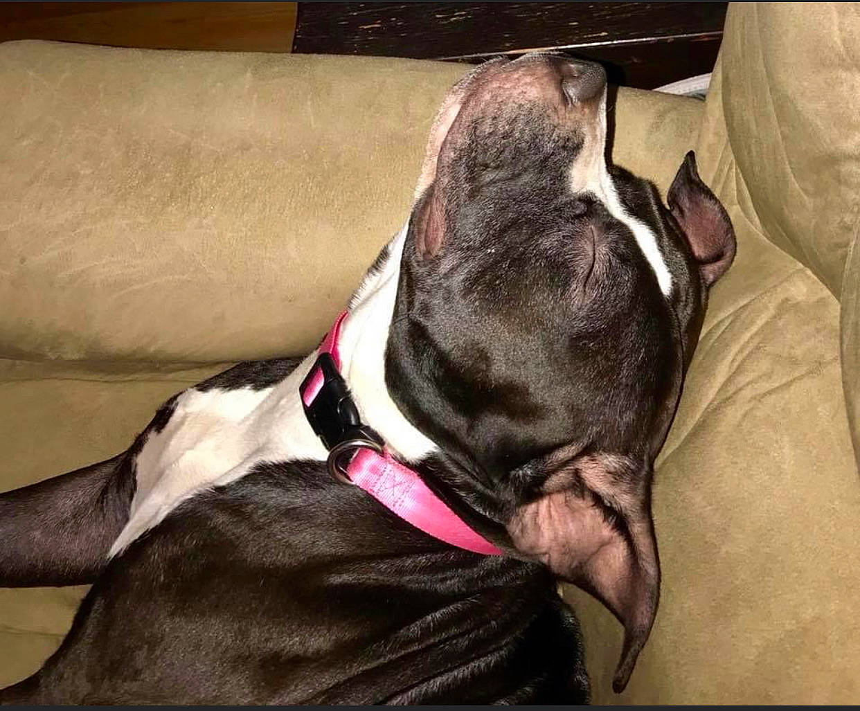 Gemini joined the competition — help win amazing prizes! american_pit_bull_terrier, bandog, canidae, carnivore, collar, dog, dog_breed, dog_collar, fawn, mammal, non_sporting_group, pit_bull, snout, sporting_group, valley_bulldog, vertebrate