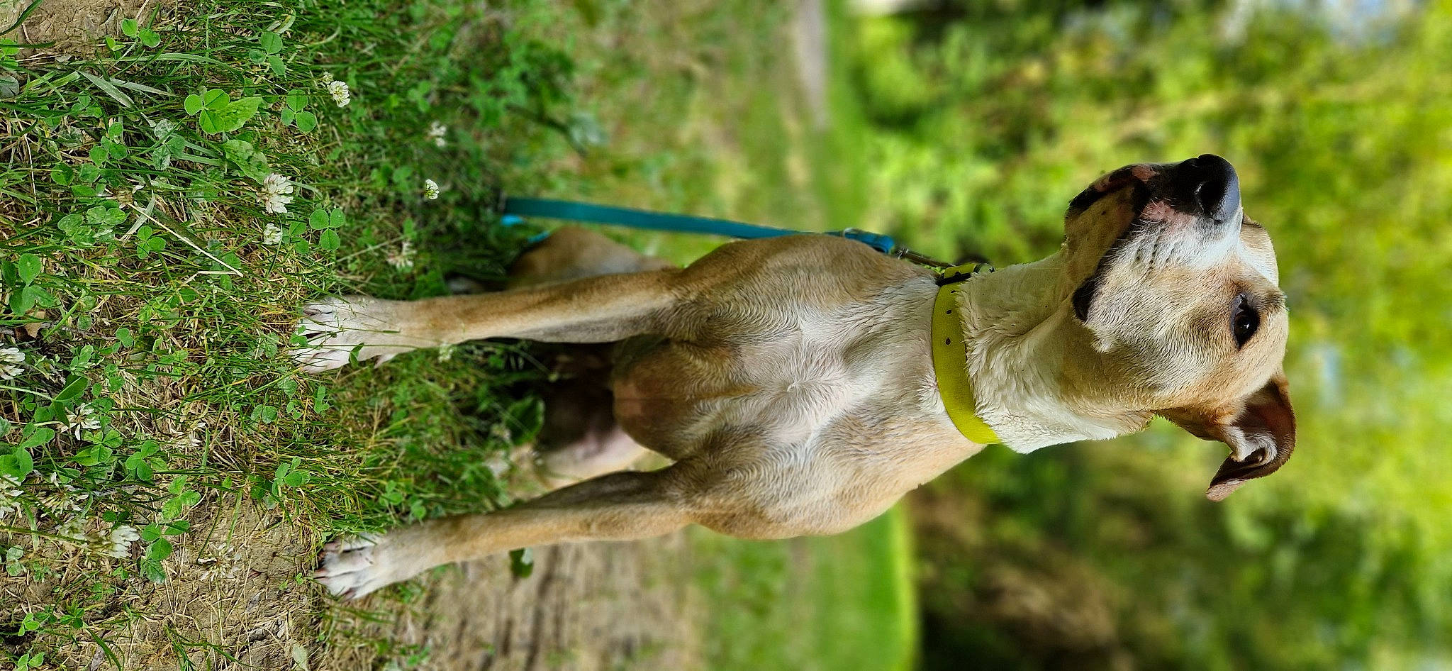 Skyla participe au concours pour gagner de l'argent avec cette photo : beak, canidae, dog_breed, fawn, grass, liver, livestock, marsupial, pack_animal, plant, snout, sporting_group, tail, terrestrial_animal, tree, whiskers, wildlife, wood, working_animal, wrinkle