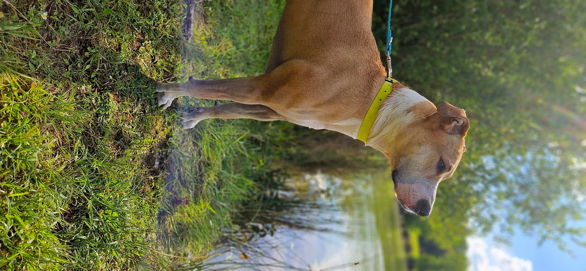 Skyla participe au concours pour gagner de l'argent avec cette photo : antelope, canidae, carnivore, deer, dog_breed, fawn, grass, human_leg, livestock, mammal, plant, snout, sporting_group, tail, terrestrial_animal, tree, trunk, water, wildlife, working_animal
