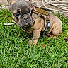 animal, canine, concrete, curious, dog, door, french_bulldog, garden, grass, greenery, harness, house, leash, outdoor, pet, puppy, rope, sitting, small_dog, young_animal