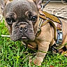 Rocco joined the competition — help win amazing prizes! animal, backyard, canine, close_up, curious, dog, ears, french_bulldog, grass, greenery, harness, mammal, nature, outdoor, pet, portrait, puppy, sitting, snout, young_dog