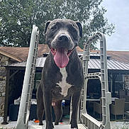 Wrangler joined the competition — help win amazing prizes! dog, tongue_out, smiling, pool_ladder, outdoor, backyard, house, patio_furniture, trees, grass, daylight, pet, canine, playful, happy, animal, front_view, closeup, leisure, summer