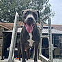 dog, tongue_out, smiling, pool_ladder, outdoor, backyard, house, patio_furniture, trees, grass, daylight, pet, canine, playful, happy, animal, front_view, closeup, leisure, summer