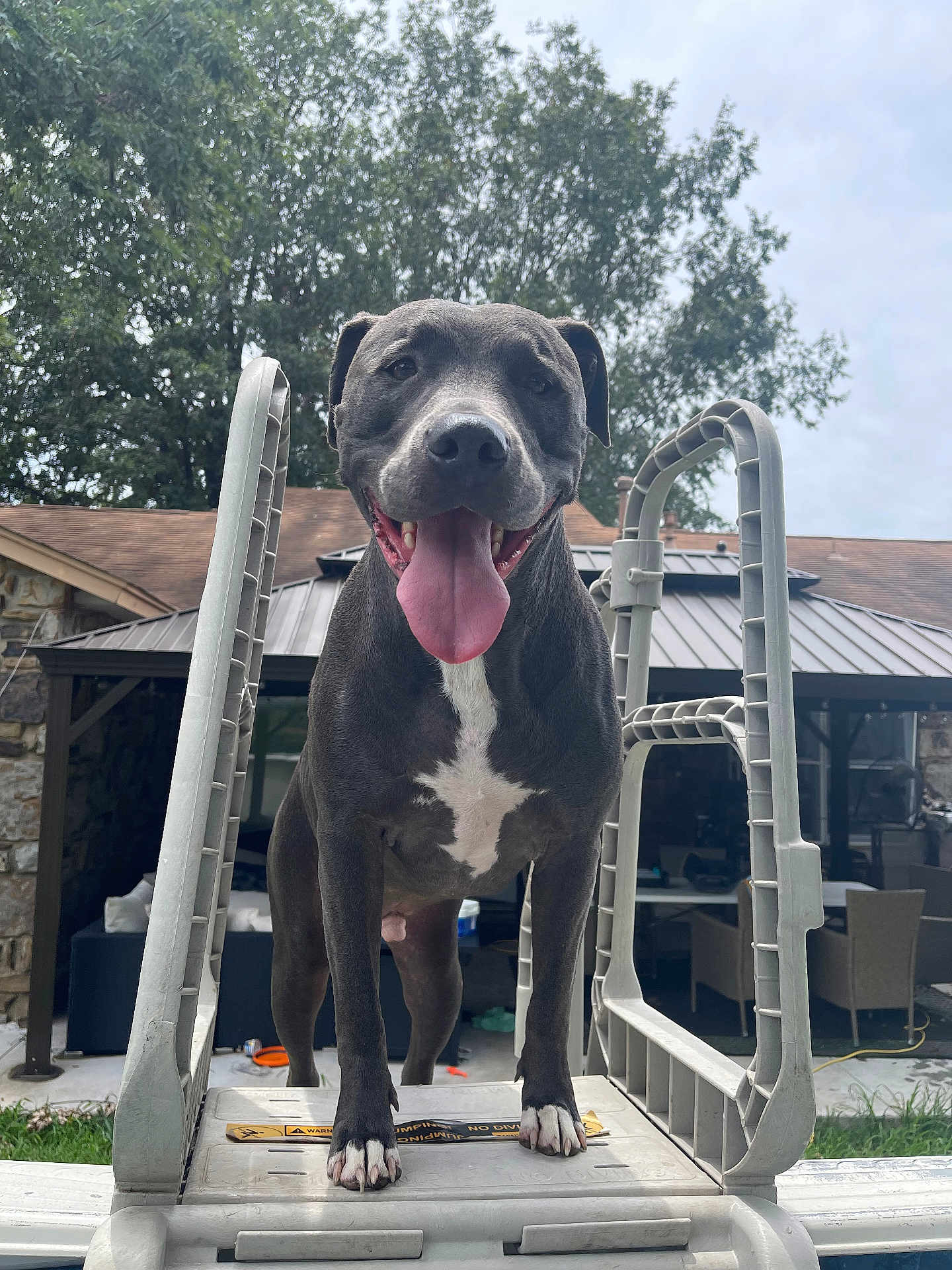 Wrangler joined the competition — help win amazing prizes! dog, tongue_out, smiling, pool_ladder, outdoor, backyard, house, patio_furniture, trees, grass, daylight, pet, canine, playful, happy, animal, front_view, closeup, leisure, summer