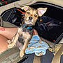 accessories, alloywheel, animal, belt, canine, car, carwheel, chihuahua, cushion, dog, homedecor, machine, pet, puppy, spoke, sunglasses, terrier, tire, transportation, vehicle