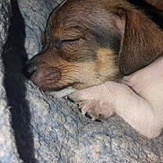 Tiny Man is registered to the contest to win money with this photo: animal, beagle, blanket, canine, chihuahua, dog, face, head, hound, labradorretriever, lady, person, pet, photography, portrait, puppy, quilt, sleeping, snout
