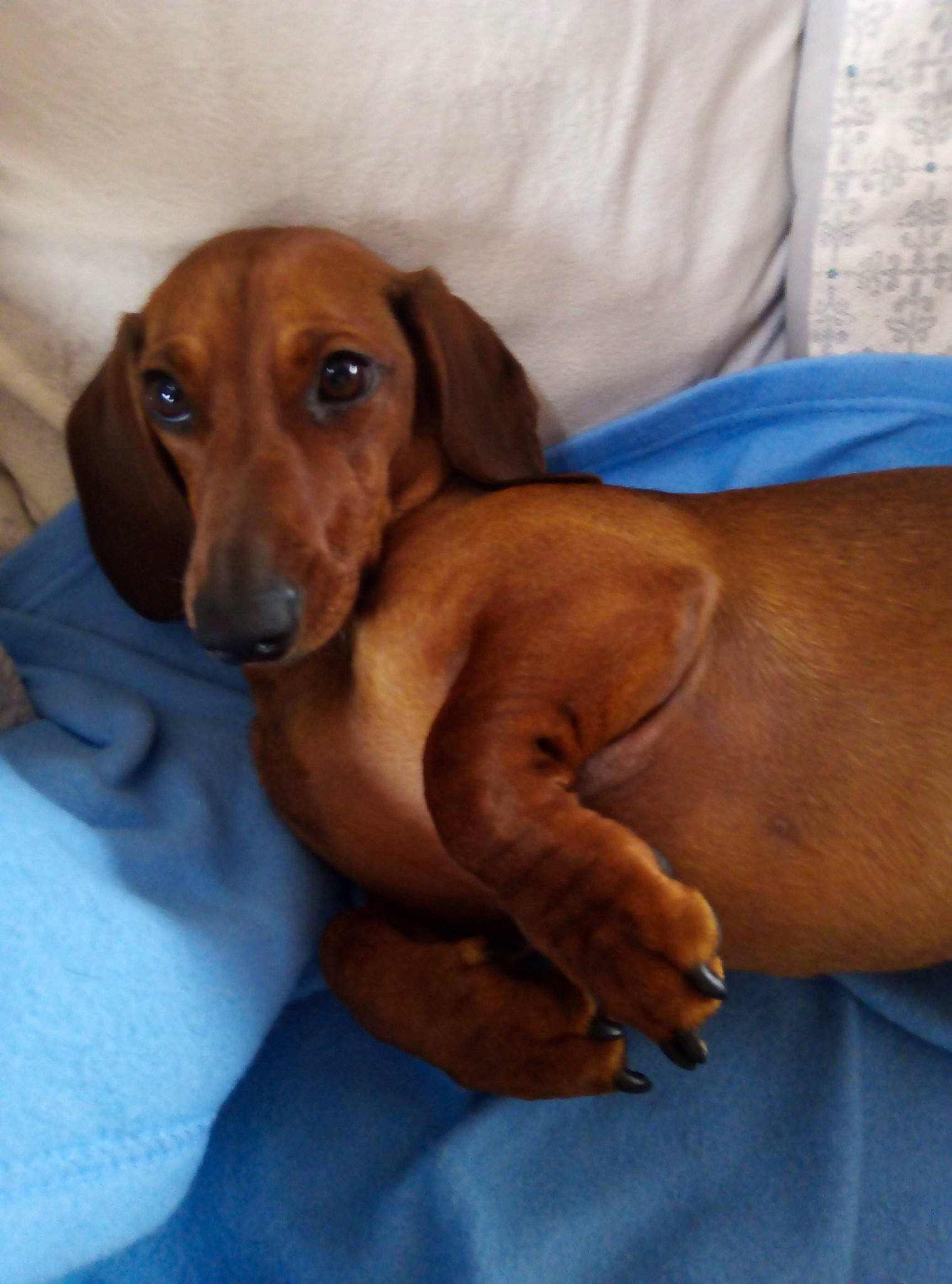 Talia a rejoint le concours — aidez-le/la à gagner de superbes lots ! canidae, carnivore, comfort, companion_dog, dog, dog_breed, dog_supply, ear, electric_blue, fawn, hound, hunting_dog, liver, scent_hound, snout, sporting_group, terrestrial_animal, whiskers, working_animal