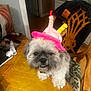 dog, birthday_hat, table, wooden_table, chair, indoor, pet, fluffy, small_dog, costume, decor, home, furniture, face, animal, cute, seated, looking, funny, celebration