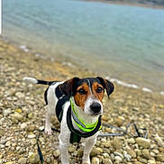 Flash a rejoint le concours — aidez-le/la à gagner de superbes lots ! attentive, beach, brown_white_black, closeup, cloudy_sky, dog, harness, jack_russell, lake, leash, nature, neon, outdoor, pebbles, pet, portrait, shallow_depth_of_field, shore, standing, water