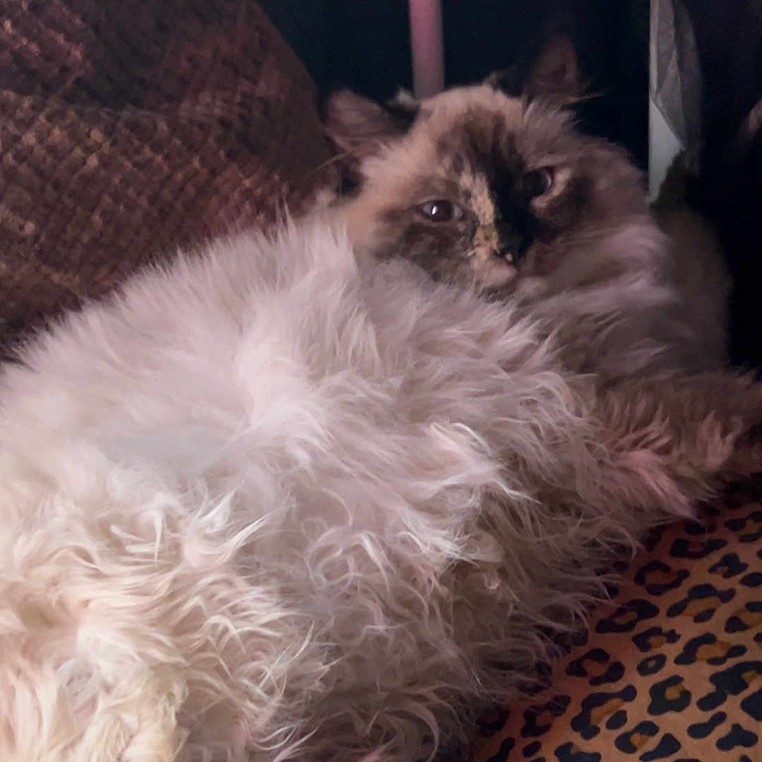 Snooki joined the competition — help win amazing prizes! accessories, angora, animal, armchair, canine, cat, chair, couch, cushion, dog, featherboa, furniture, homedecor, kitten, linen, manx, person, pet, siamese, sleeping