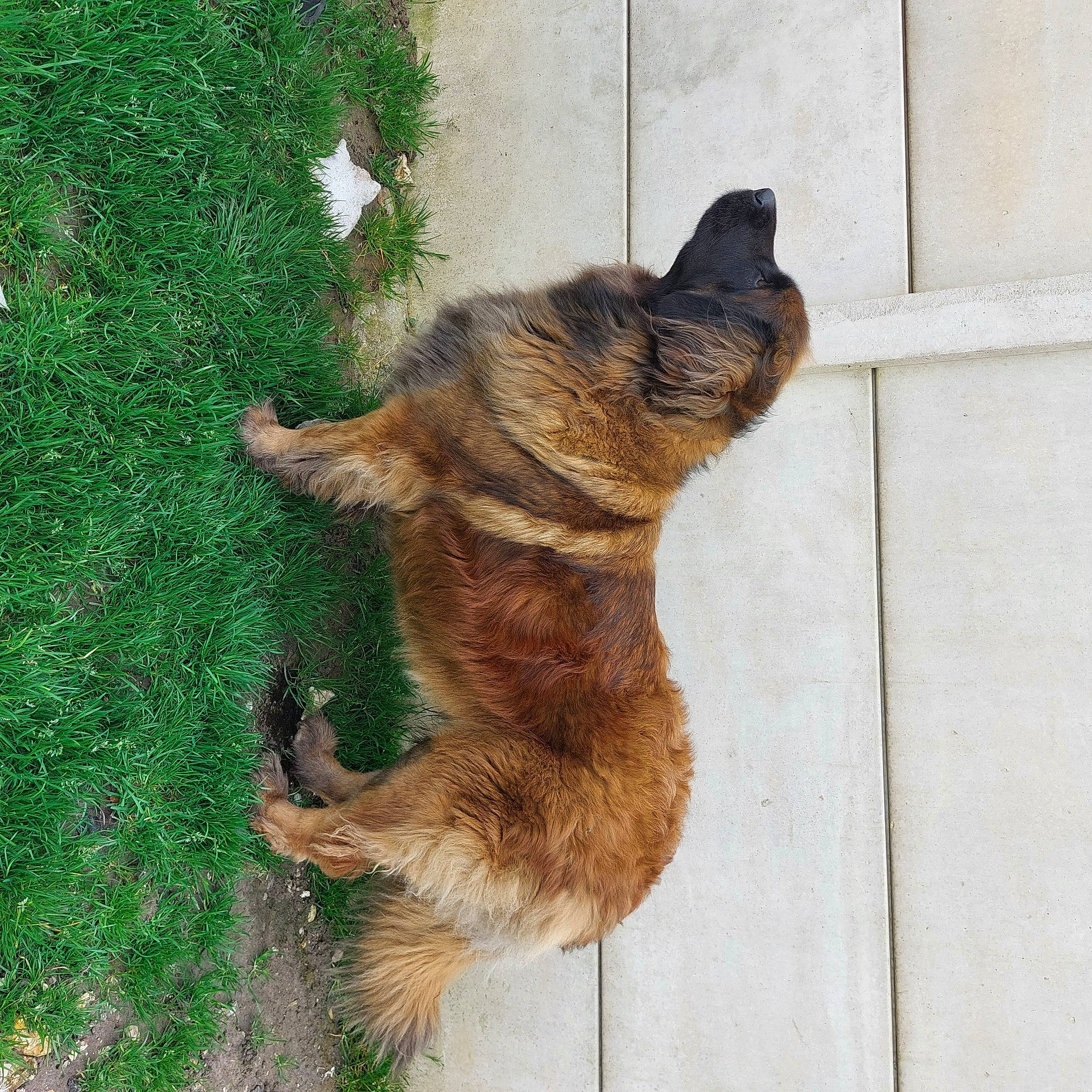 Pepper participe au concours pour gagner de l'argent avec cette photo : carnivore, companion_dog, dog, dog_breed, felidae, fur, german_shepherd_dog, grass, guard_dog, herding_dog, king_shepherd, old_german_shepherd_dog, paw, small_to_medium_sized_cats, street_dog, tail, terrestrial_animal, wood, working_dog