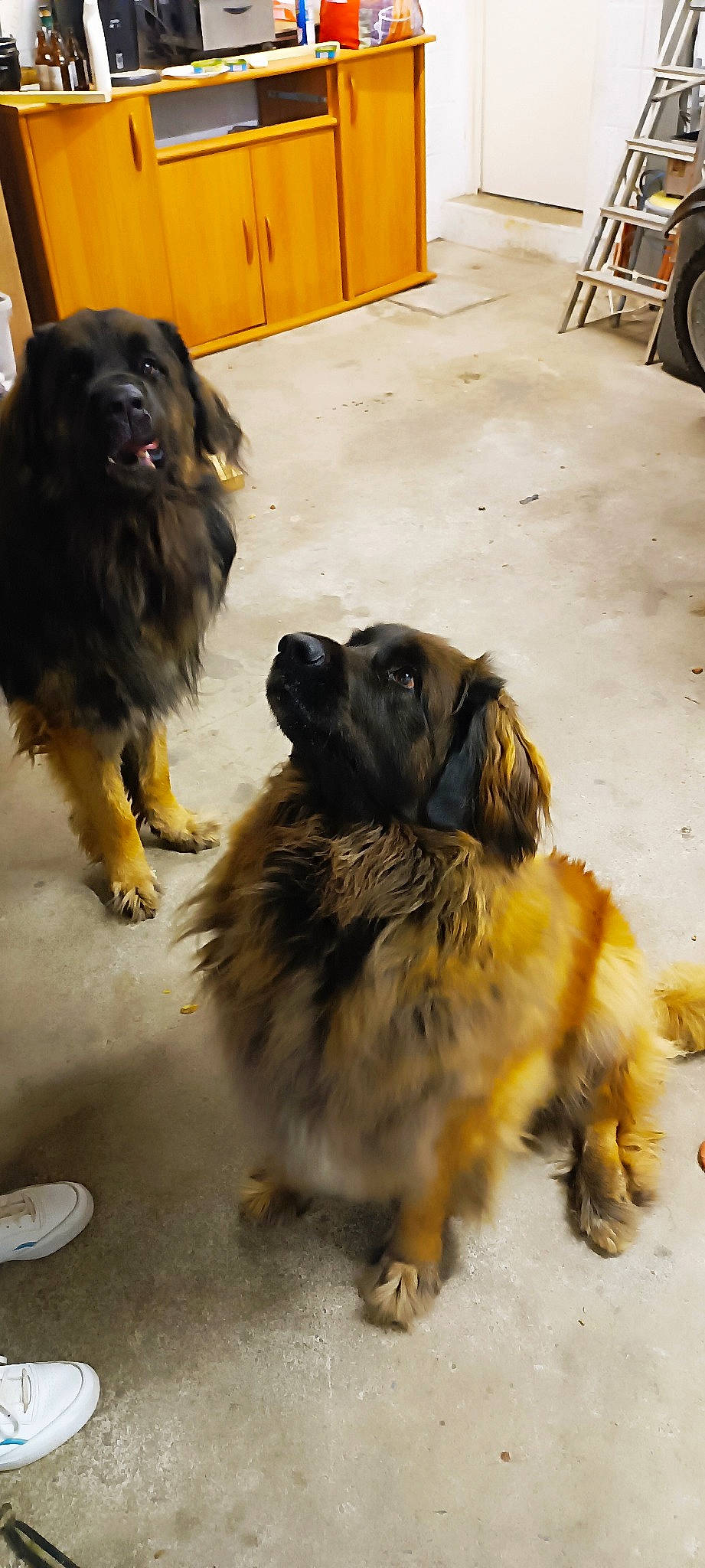 Pepper a rejoint le concours — aidez-le/la à gagner de superbes lots ! ancient_dog_breeds, canidae, carnivore, caucasian_shepherd_dog, companion_dog, dog, dog_breed, fur, gaddi_kutta, guard_dog, herding_dog, leonberger, paw, snout, sporting_group, tibetan_mastiff, working_animal, working_dog, yellow