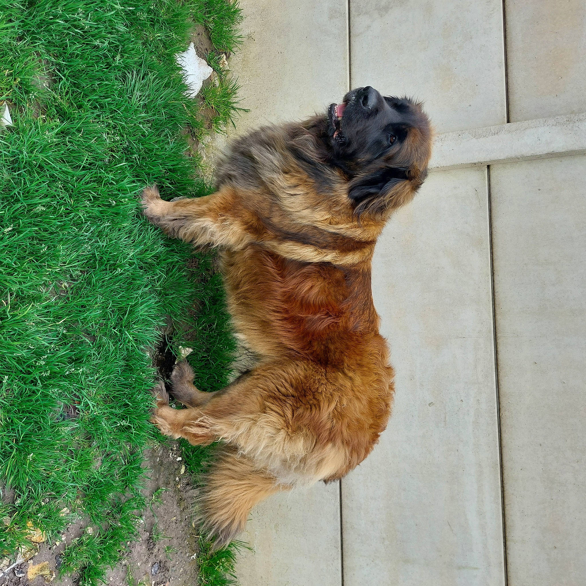 Pepper participe au concours pour gagner de l'argent avec cette photo : canidae, carnivore, companion_dog, dog, dog_breed, fawn, felidae, fur, grass, groundcover, old_german_shepherd_dog, paw, plant, small_to_medium_sized_cats, snout, sporting_group, tail, terrestrial_animal, trunk, wood