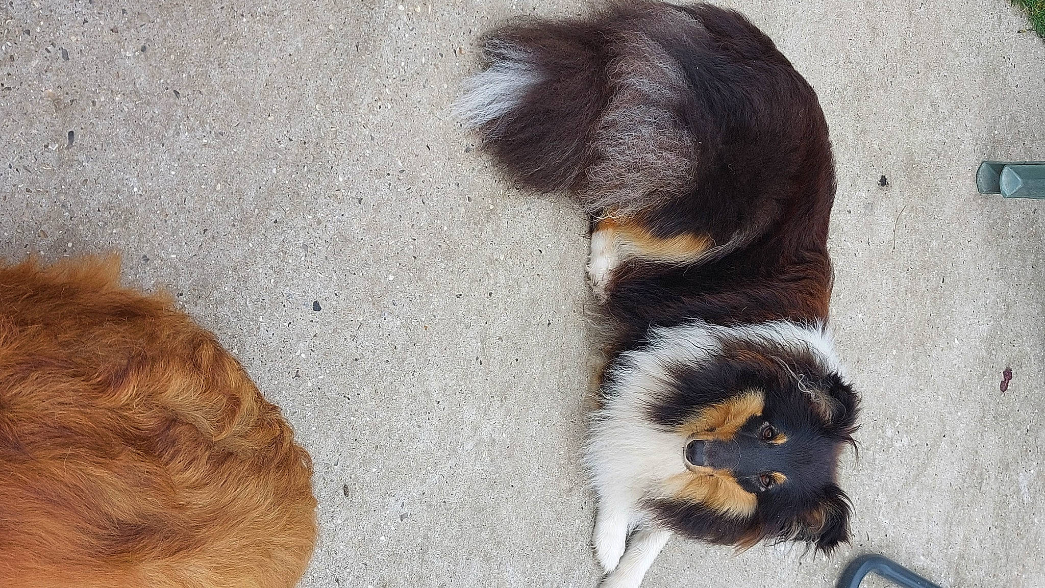 Shelsea participe au concours pour gagner de l'argent avec cette photo : canidae, carnivore, claw, companion_dog, dog, dog_breed, fawn, foot, fur, paw, snout, sporting_group, tail, terrestrial_animal, working_dog