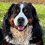 dog, bernese_mountain_dog, grass, leash, outdoor, animal, pet, happy, tongue_out, fur, nature, greenery, canine, close_up, smiling, resting, rural, field, cloudy_sky, background