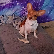 Leo joined the competition — help win amazing prizes! animal, blanket, blue, bone, brown_and_white, carpet, chew_toy, collar, cozy, cute, dog, floor, fur, galaxy_pattern, indoor, large_ears, pet, purple, sitting, small_dog