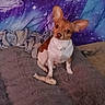animal, blanket, blue, bone, brown_and_white, carpet, chew_toy, collar, cozy, cute, dog, floor, fur, galaxy_pattern, indoor, large_ears, pet, purple, sitting, small_dog