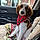 Sadie Jane