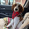 bandana, brown_and_white, building, car_door_handle, car_interior, curly_fur, cute, dog, door, harness, leather_seat, outdoor_view, pet, pet_accessories, reflection, seat_belt, seat_cover, side_mirror, striped_blanket, window