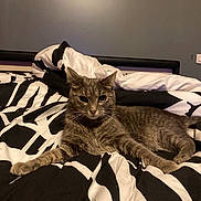 Fiona a rejoint le concours — aidez-le/la à gagner de superbes lots ! cat, tabby_cat, bed, bedding, blanket, indoor, feline, animal, pet, resting, black_and_white, striped, fur, whiskers, ears, eyes, head, comfort, relaxation, domestic