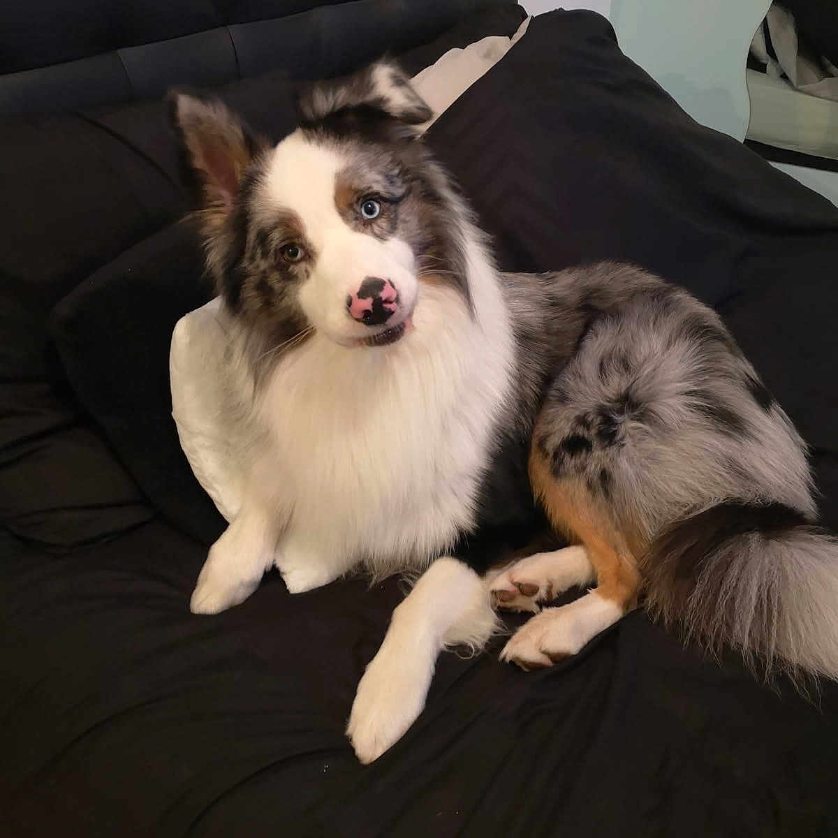Ursso a rejoint le concours — aidez-le/la à gagner de superbes lots ! animal, bed, bedroom, blanket, canine, cat, collie, couch, cushion, dog, dogbed, eskimodog, furniture, homedecor, husky, indoors, kitten, pet, puppy, snout