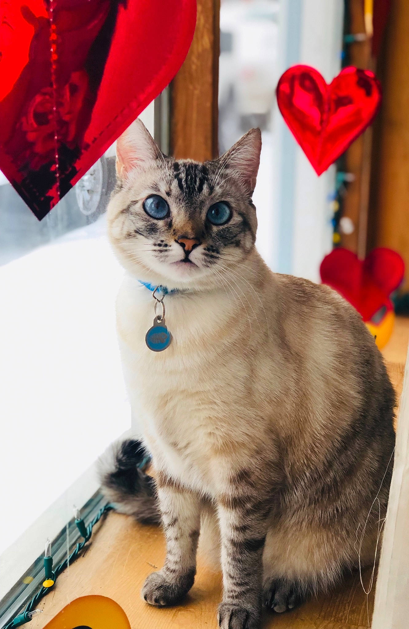 Marie joined the competition — help win amazing prizes! american_shorthair, asian, carnivore, cat, domestic_short_haired_cat, european_shorthair, fawn, felidae, kitten, mammal, paw, photo_caption, small_to_medium_sized_cats, tabby_cat, thai, whiskers