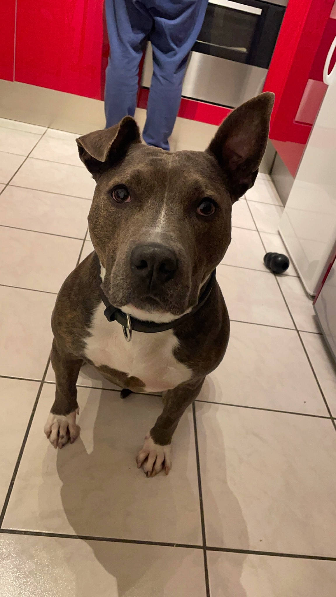 Shenron a rejoint le concours — aidez-le/la à gagner de superbes lots ! canidae, carnivore, collar, companion_dog, dog, dog_breed, dog_collar, fawn, flooring, fur, guard_dog, leash, non_sporting_group, pet_supply, snout, sporting_group, tile_flooring, whiskers, working_animal, working_dog