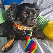 Zorro participe au concours pour gagner de l'argent avec cette photo : dog, black_dog, pet, rainbow_tie, bed, bedding, indoor, close_up, fur, animal, domestic_animal, cute, small_dog, resting, looking_away, colorful, fabric, collar, soft, toy