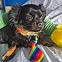 dog, black_dog, pet, rainbow_tie, bed, bedding, indoor, close_up, fur, animal, domestic_animal, cute, small_dog, resting, looking_away, colorful, fabric, collar, soft, toy