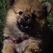 Poppins a rejoint le concours — aidez-le/la à gagner de superbes lots ! puppy, dog, grass, outdoor, cute, pet, fluffy, collar, young, animal, nature, playful, mouth_open, fur, small, canine, sunlight, adorable, closeup, happy